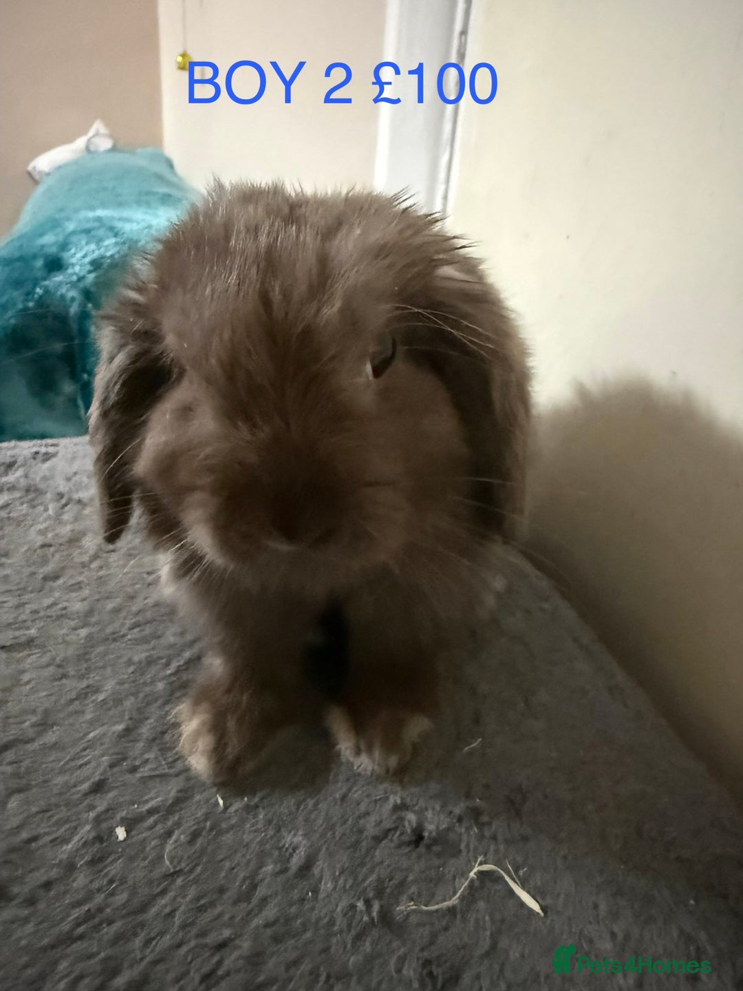 Mini Lop rabbits for sale: Beautiful Mini Lops - Advert 6