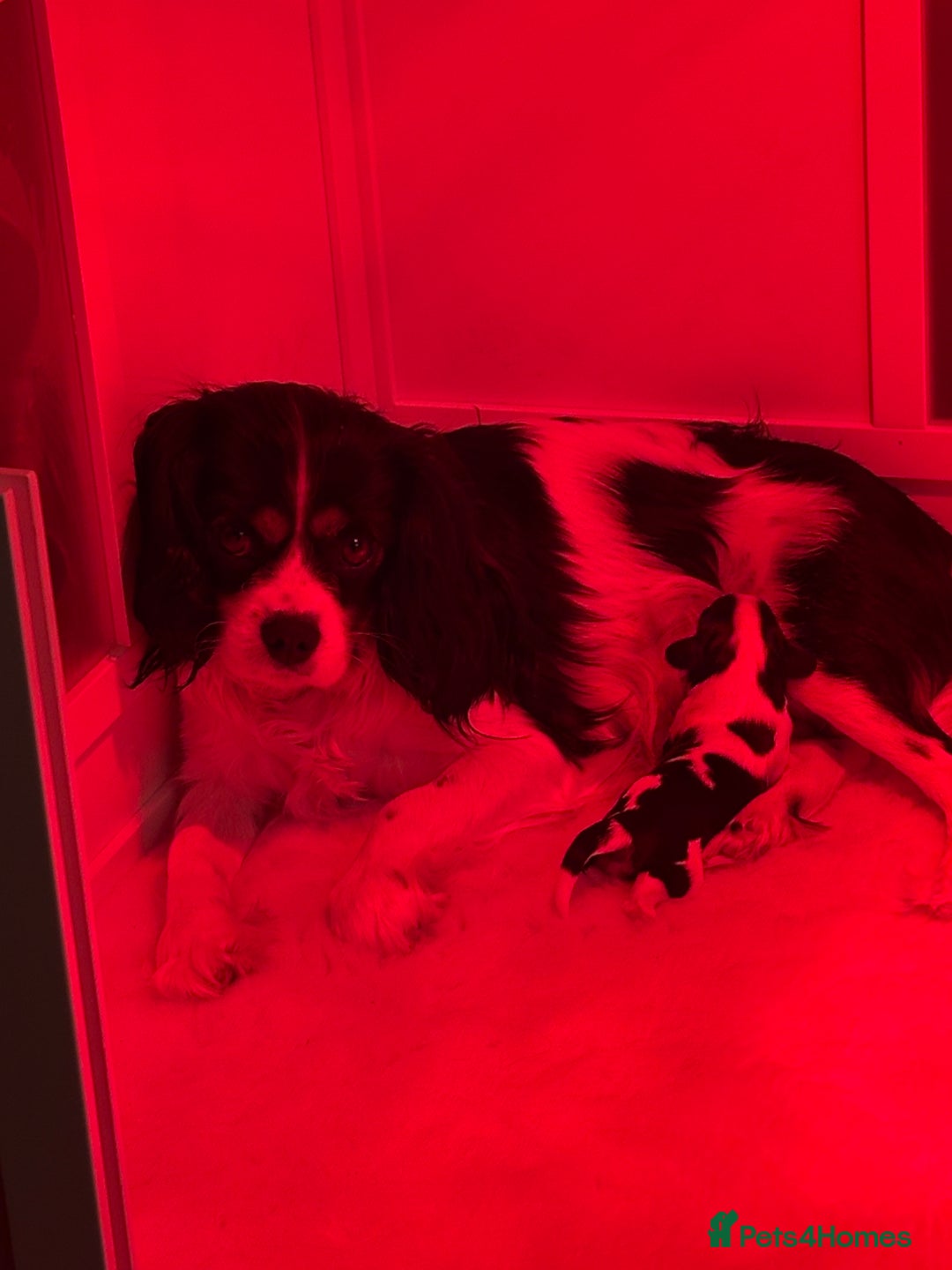 Cavalier King Charles Spaniel dogs for sale: All Reserved . - Advert 3