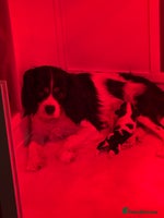 Cavalier King Charles Spaniel dogs Tri boy & Tri girl back up for sale - Advert 1