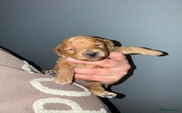 Poochon dogs for sale: Toy Poochons  - Advert 5