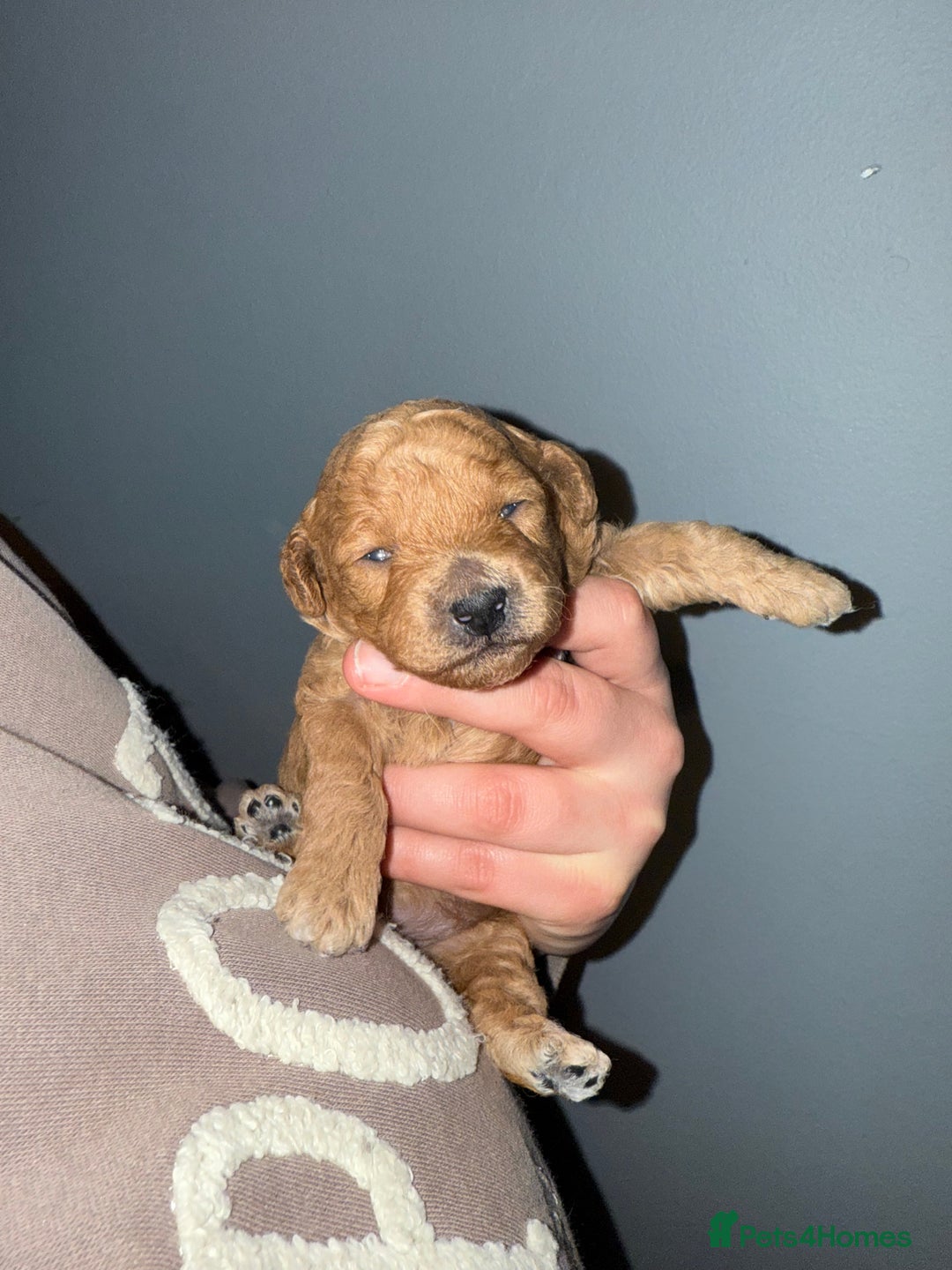 Poochon dogs for sale: Toy Poochons  - Advert 5