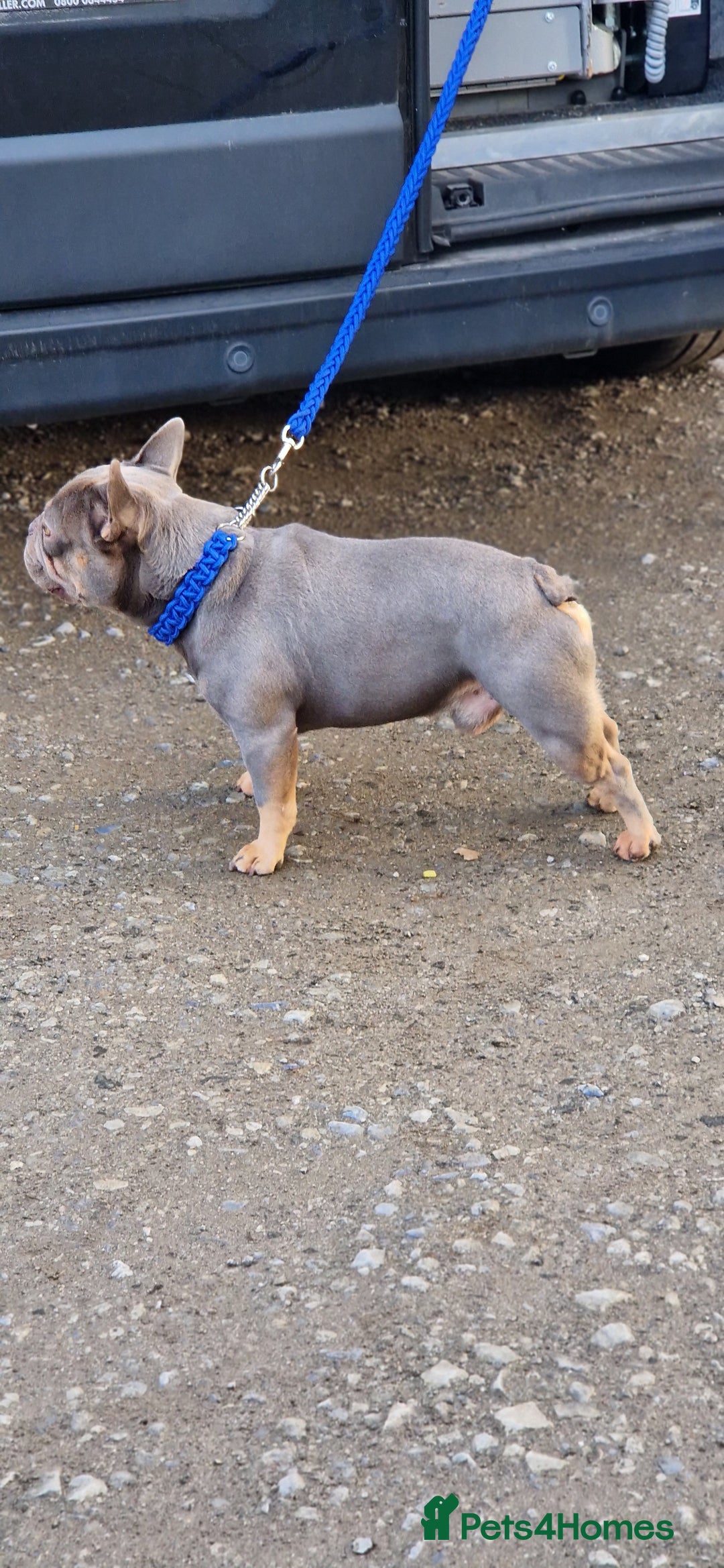 French Bulldog dogs for stud: Proven stud 🔥🔥 in Tipton - Advert 7