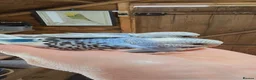 Budgerigars birds for sale: Gorgeous Baby Budgies - Advert 20