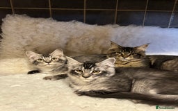 Maine Coon cats for sale: 3 Stunning Maine Coon Boys Ready To Go Now!!! - Image 12