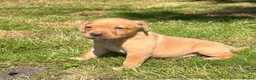 Labrador Retriever dogs for sale: Stunning Litter of KC Reg Labrador Puppies - Advert 7