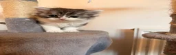 Persian cats for sale: Half Persian kittens  in Hexham - Advert 10