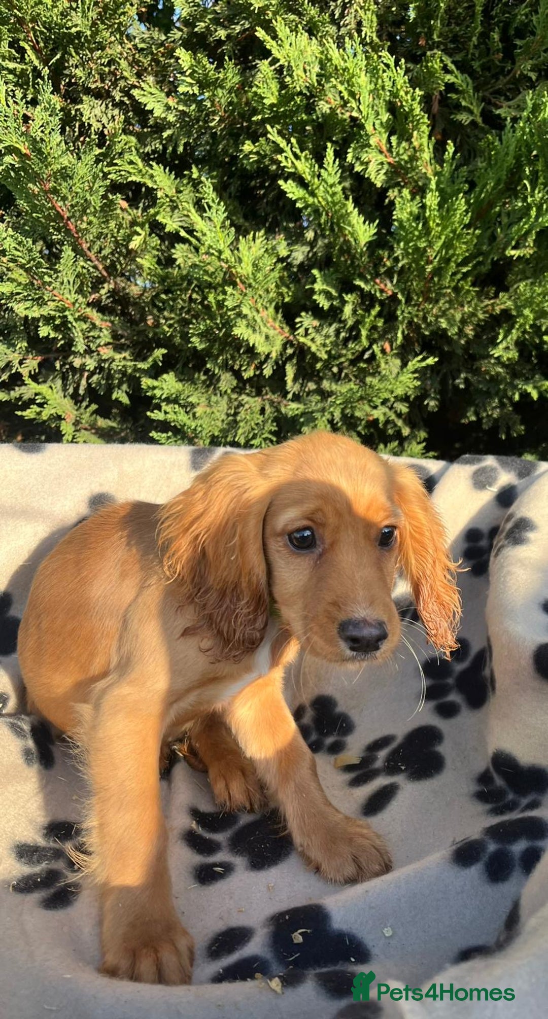 Cocker Spaniel dogs for sale: Four beautiful girl cocker spaniel  - Image 6