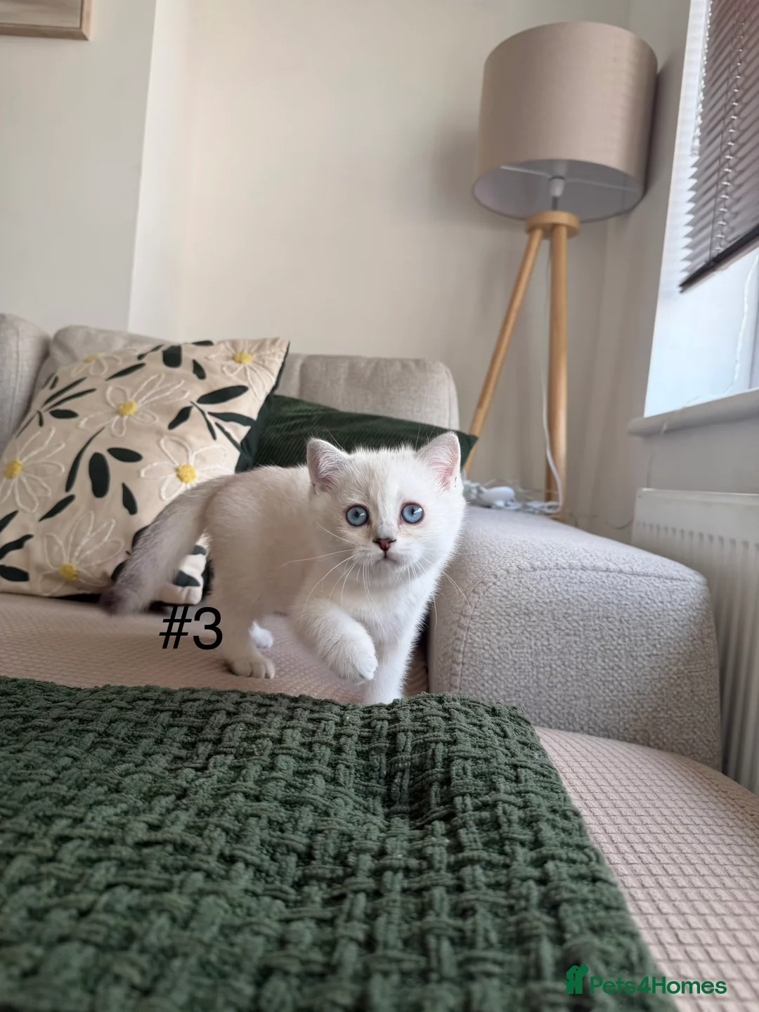Scottish Fold cats for sale: Scottish Kittens – Ready for New Homes - Advert 6