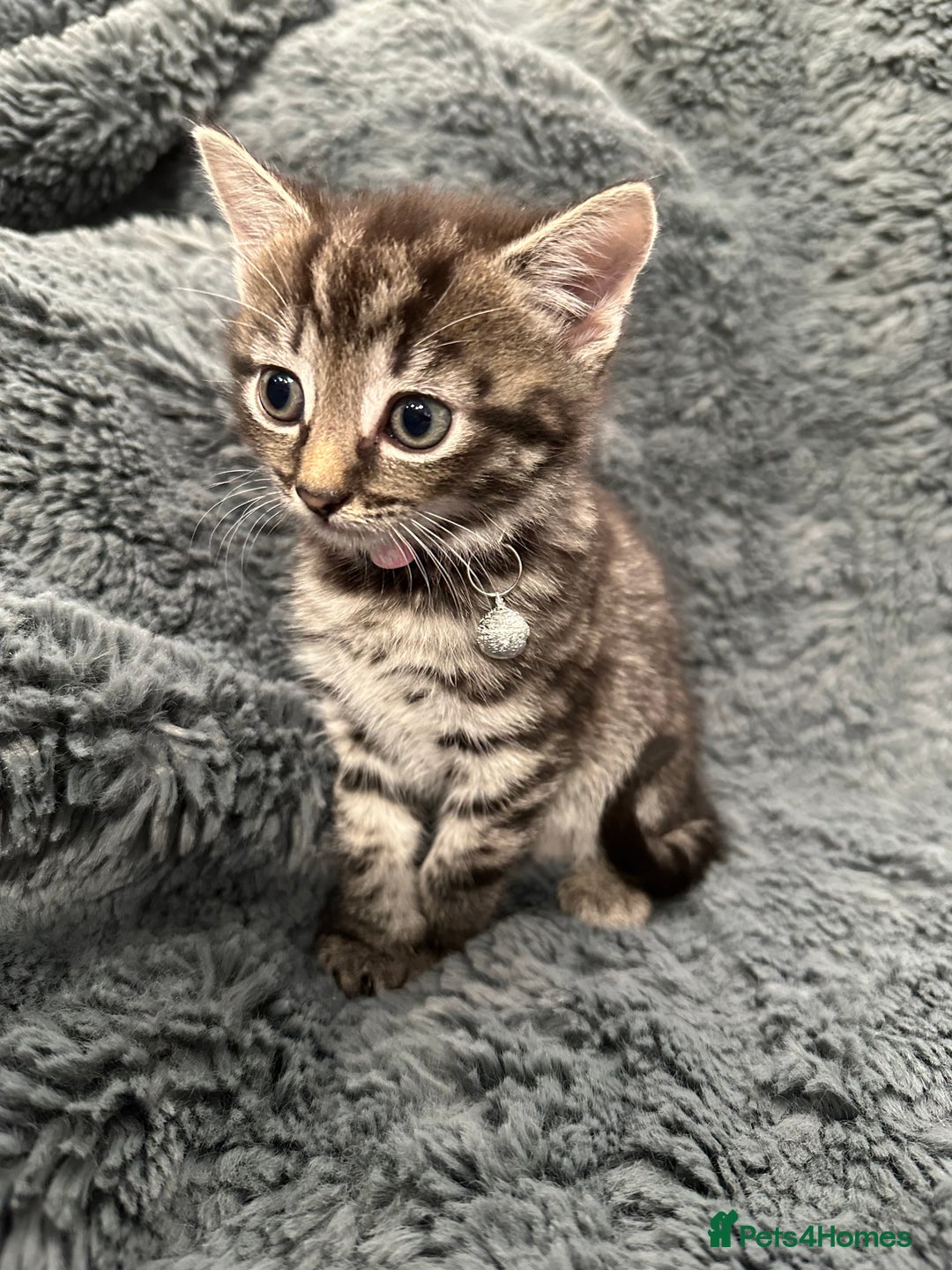 Mixed Breed cats for sale: 7 friendly kittens looking for forever homes - Image 7