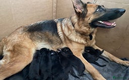 German Shepherd dogs for sale: 11 Cute German Shepherds!  - Image 9