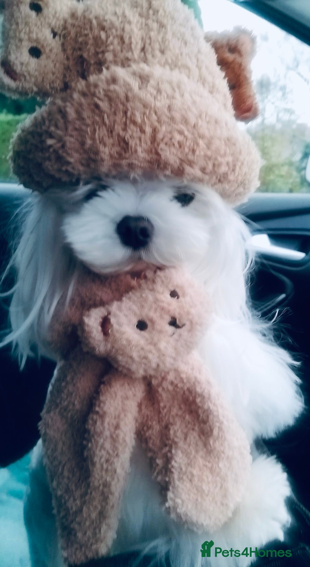 Maltese dogs for stud: 💜DNA health tested Tiny Korean Maltese boy💜 - Advert 13