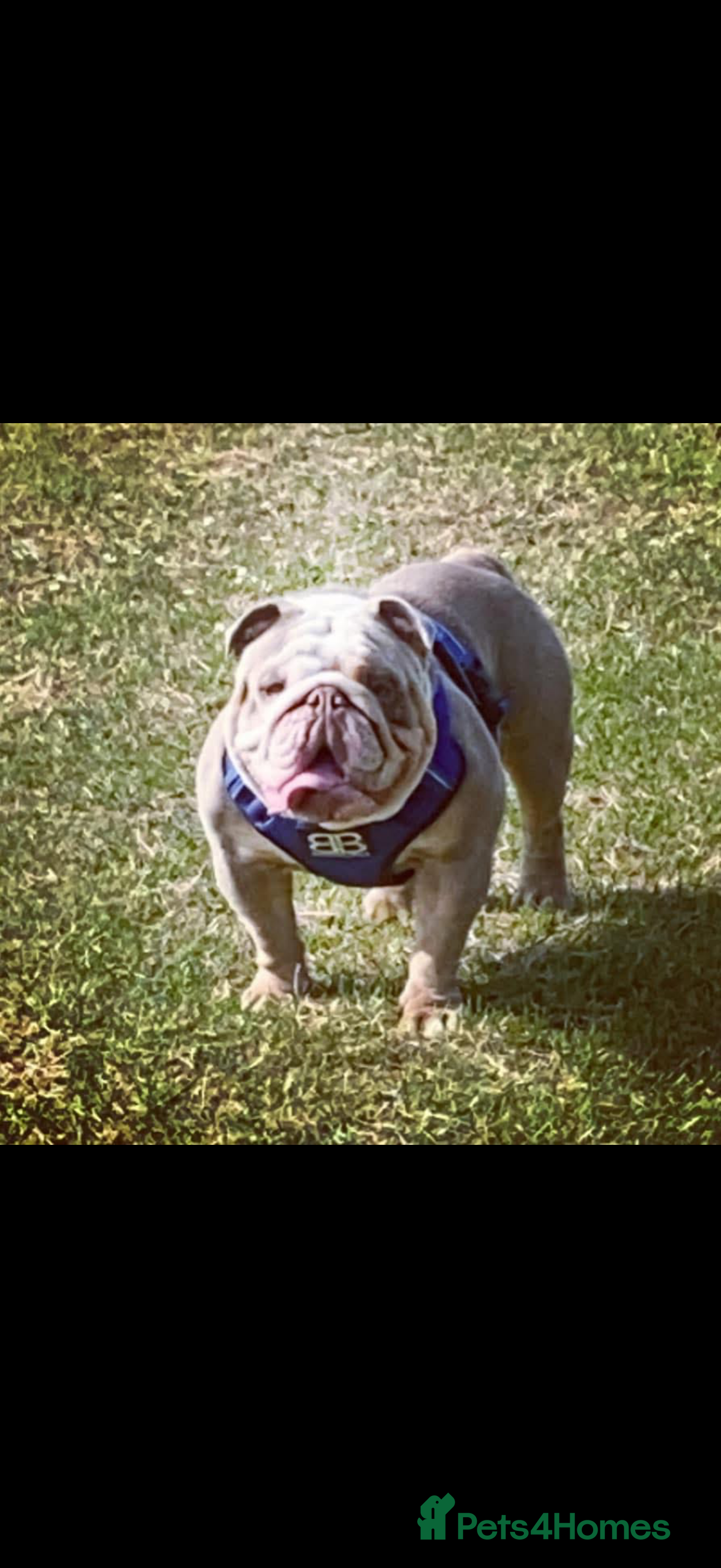 English Bulldog dogs English bulldog lilac and tan STUD ONLY‼️‼️NFS‼️‼️ in Rotherham - Advert 13