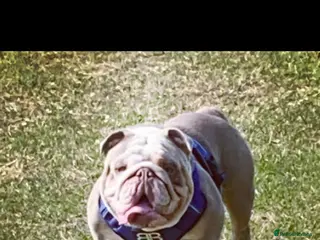 English Bulldog dogs English bulldog lilac and tan STUD ONLY‼️‼️NFS‼️‼️ in Rotherham - Advert 13