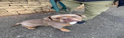 English Bulldog dogs for adoption: Brian - Advert 3