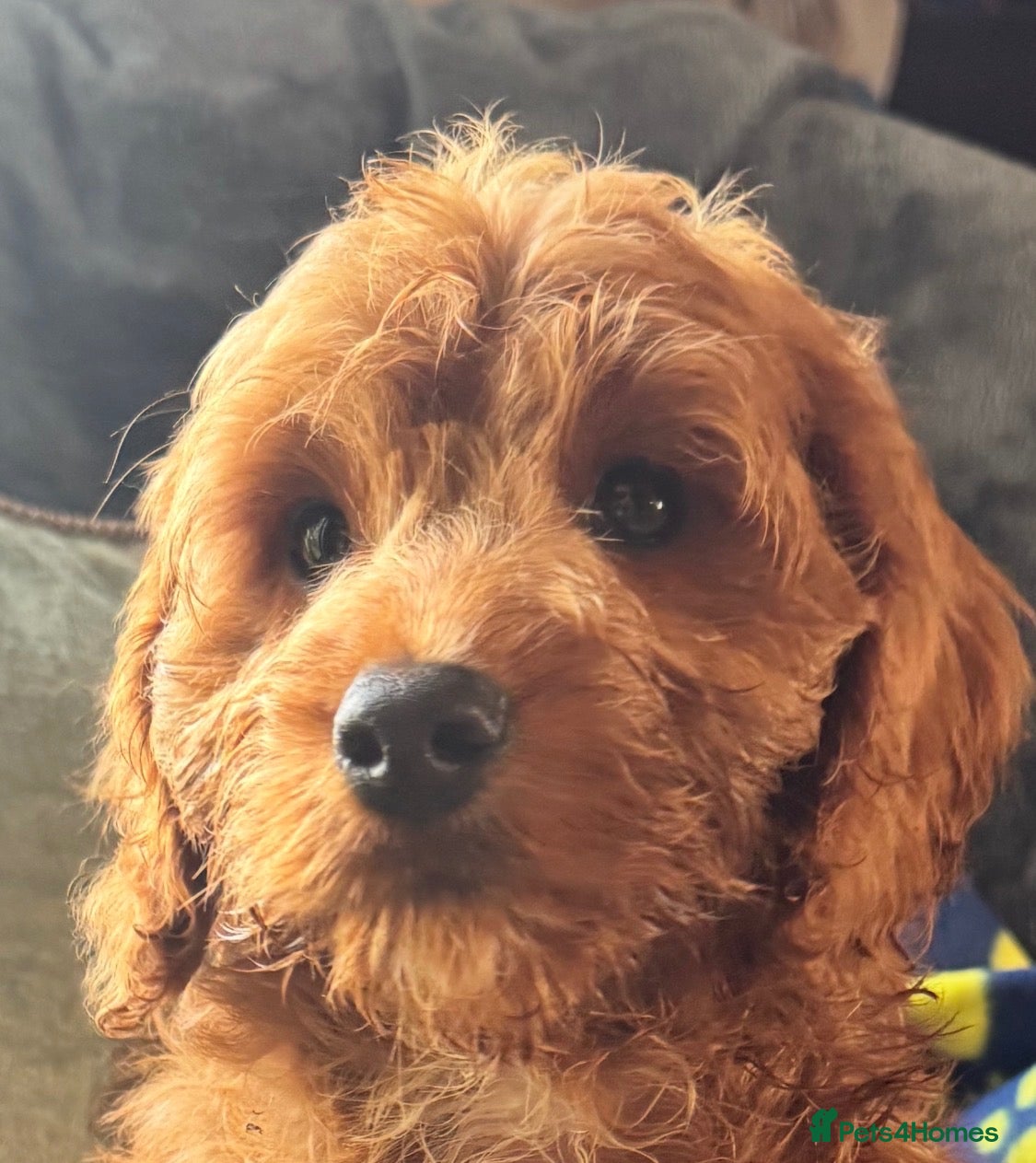 Cockapoo dogs Happy healthy absolutely gorgeous Cockapoo babies - Advert 2