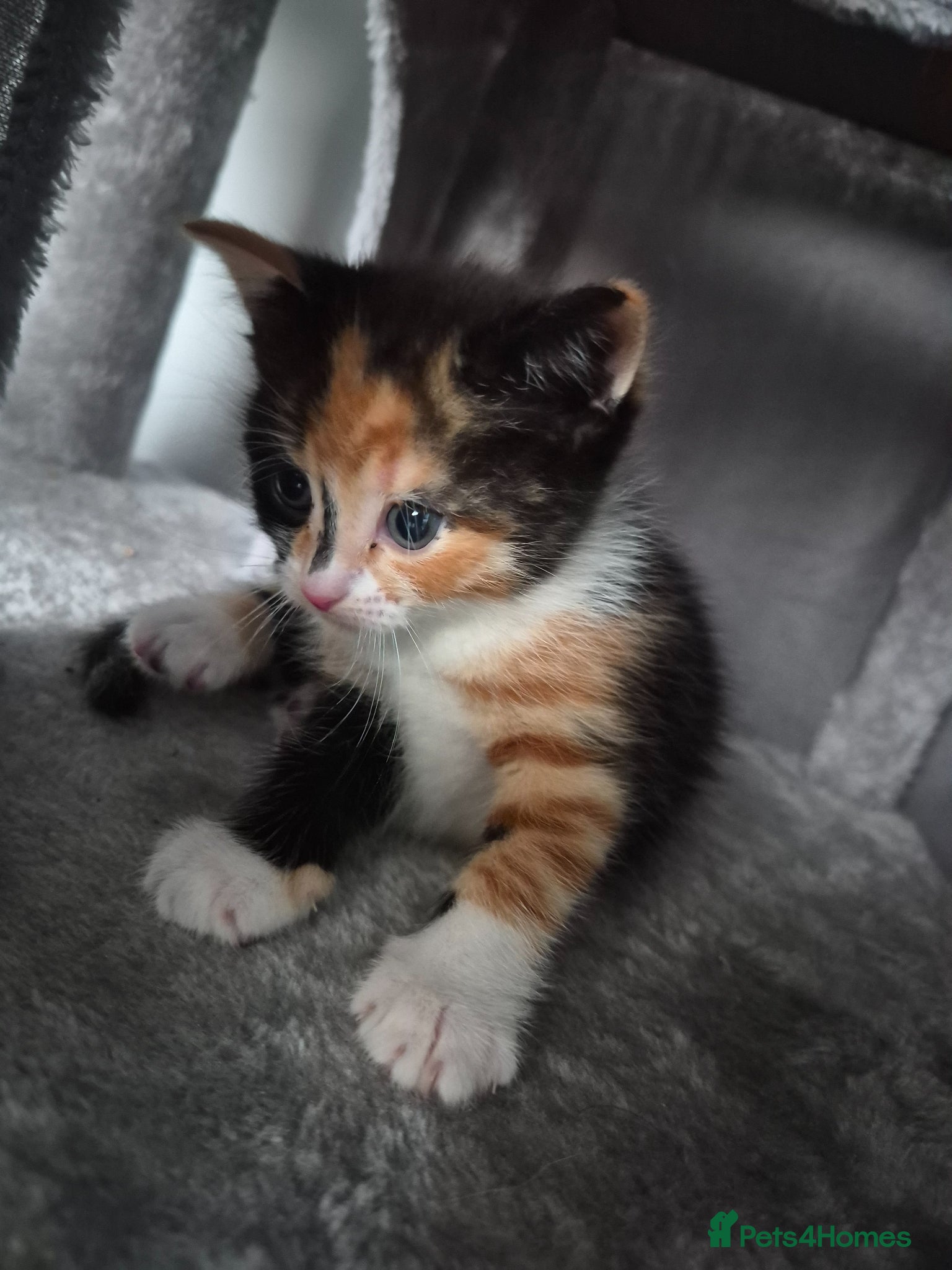 Mixed Breed cats Lovely fluffy kittens - Advert 1