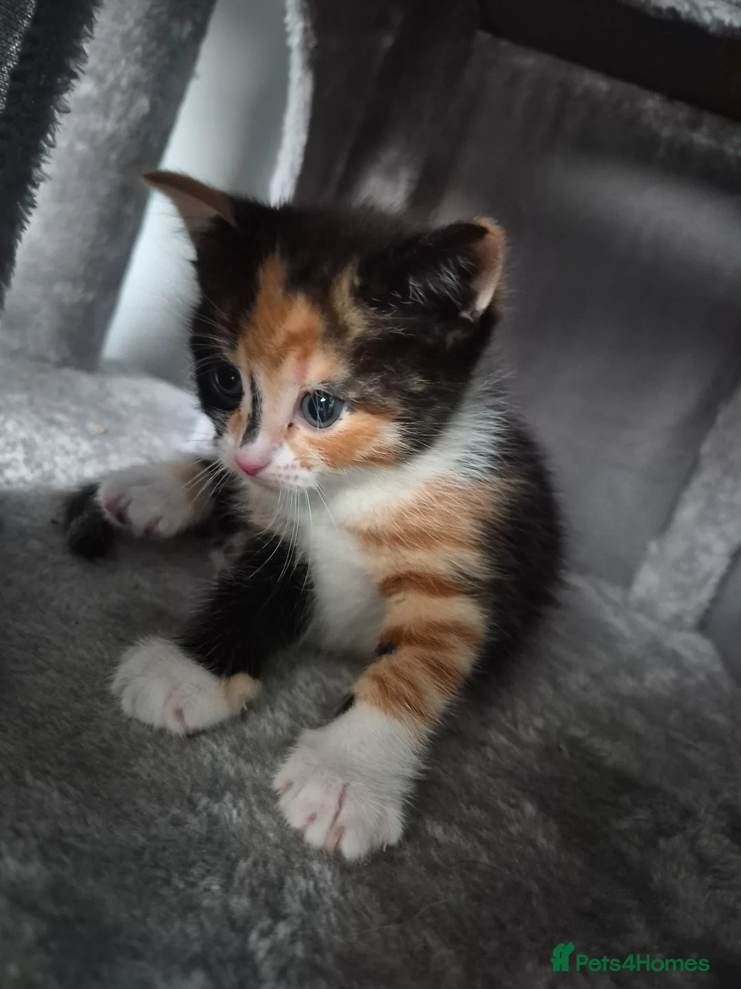 Mixed Breed cats for sale: Lovely fluffy kittens - Advert 1