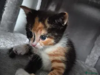 Mixed Breed cats Lovely fluffy kittens - Advert 2