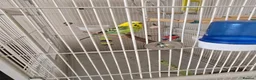 Budgerigars birds for sale: Budgie & cage with accessories. in Walsall - Advert 3