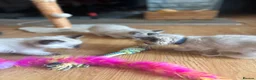 Ragdoll cats for sale: Ragdoll cross kittens  - Advert 23