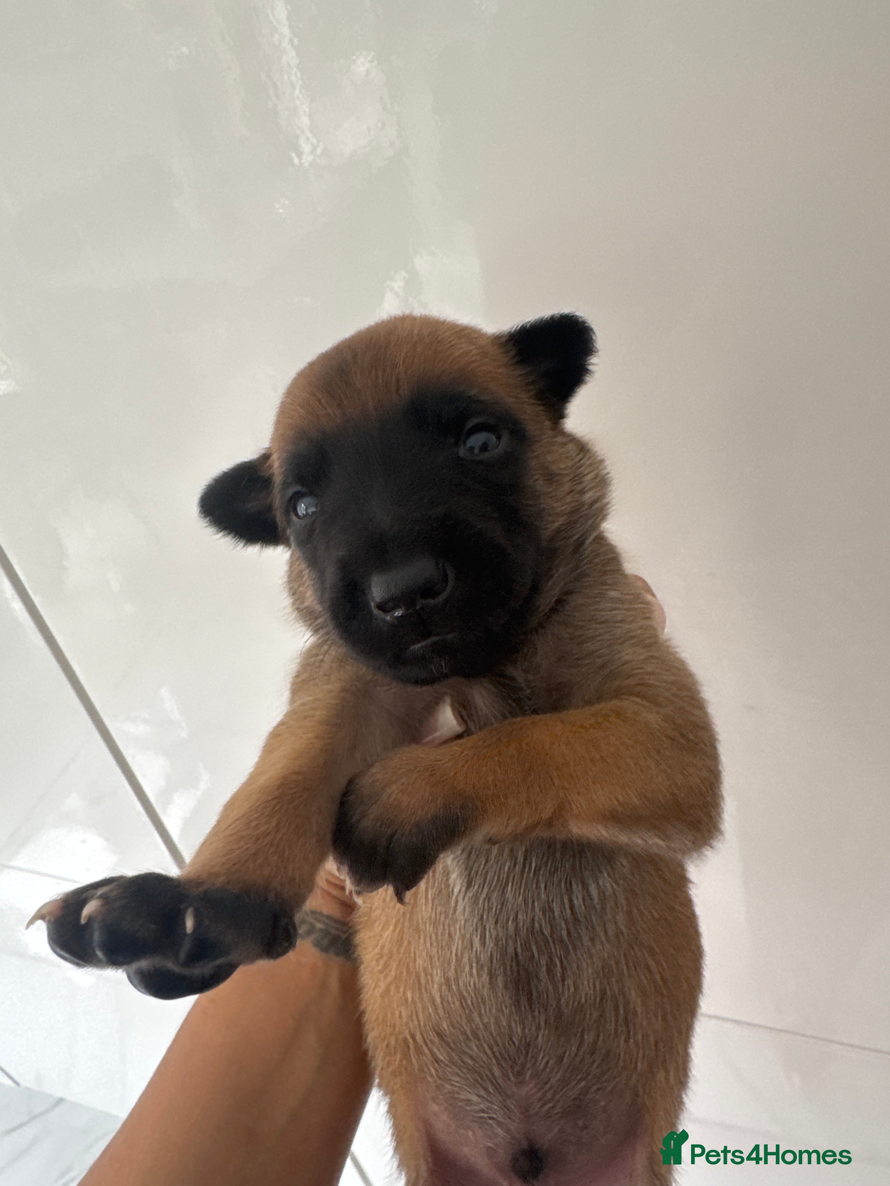 Belgian Shepherd Dog dogs for sale: 8 beautiful babies  in St Albans - Advert 5