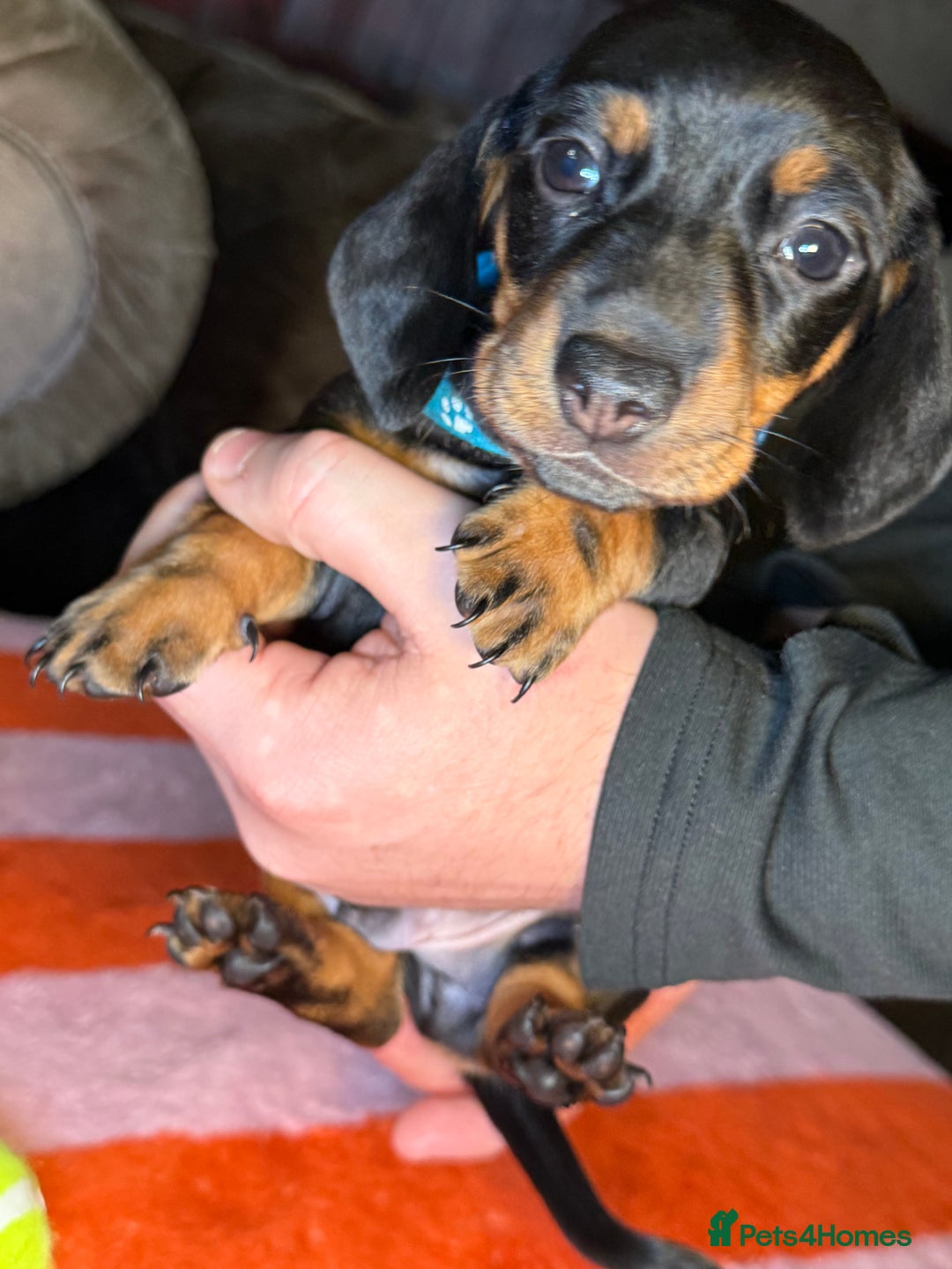 Dachshund dogs for sale: Beautiful Dachshund puppies, ready end of January  - Advert 9