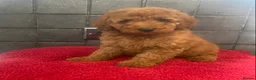 Miniature Poodle dogs for sale: Stunning Fox Red Minature Poodle Pups  - Advert 16