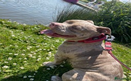 American Bully dogs for sale: Pocket bully’s  - Image 4