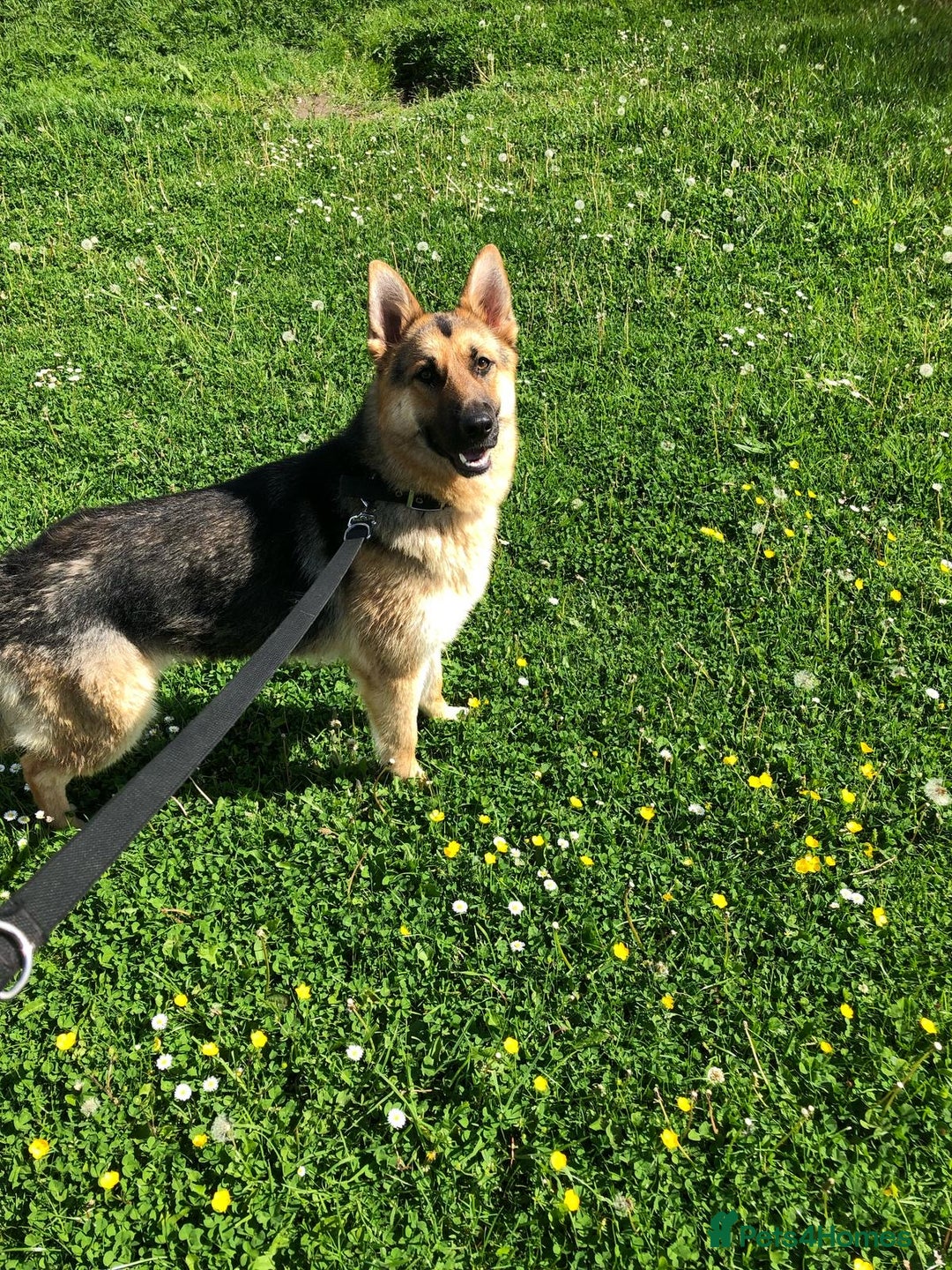 German Shepherd dogs for sale: German shepherd puppies - Advert 7