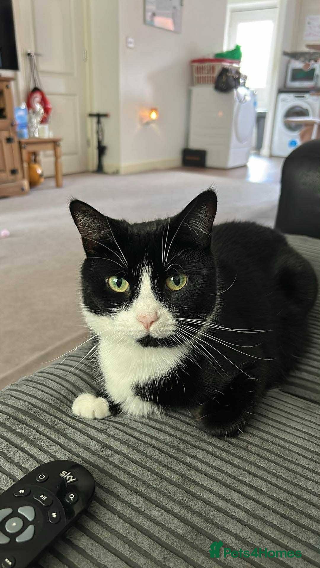 Mixed Breed cats Trixie for adoption - Advert 2