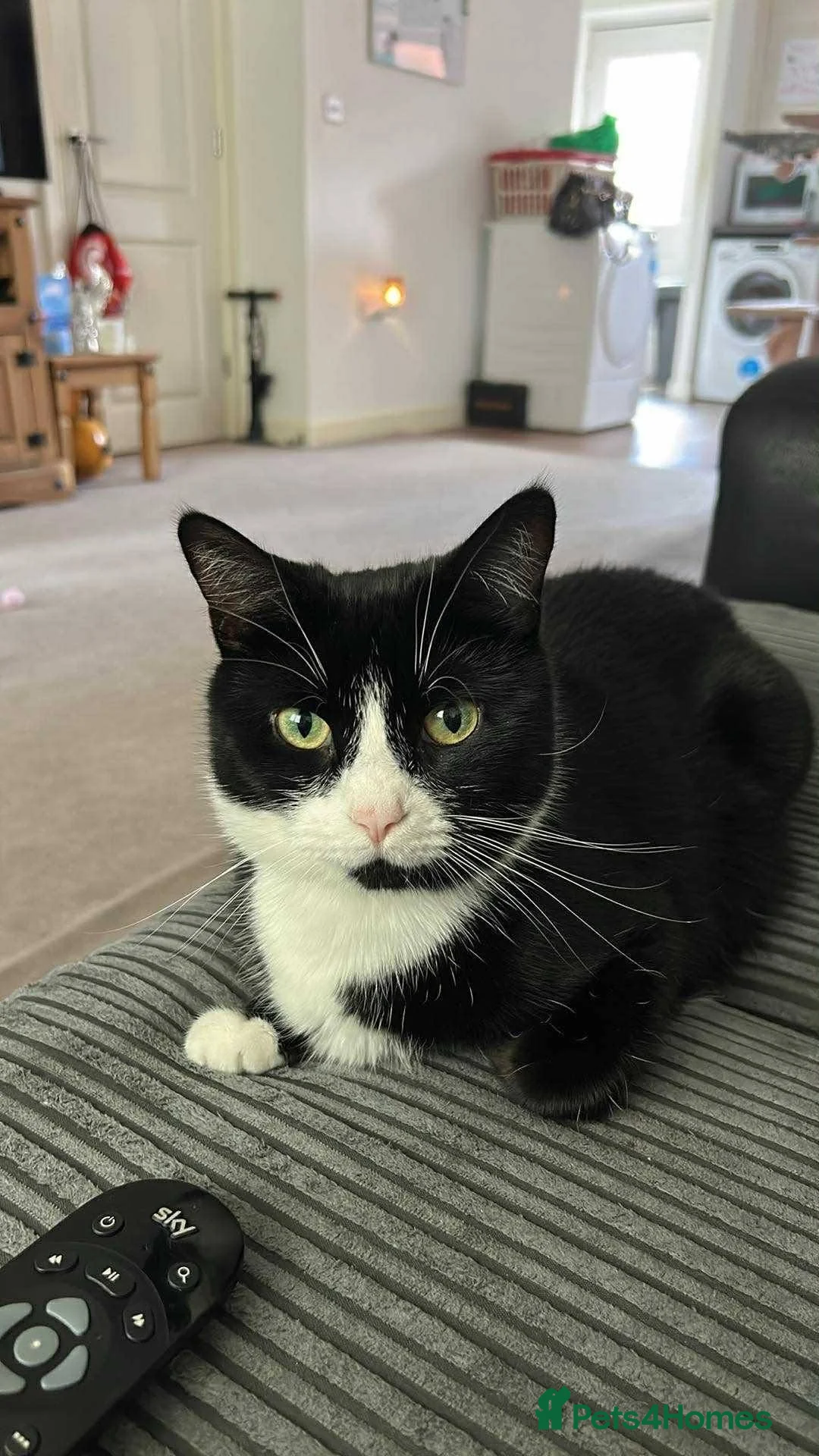 Mixed Breed cats for adoption: Trixie for adoption in Waterlooville - Advert 1