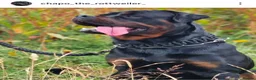 Rottweiler dogs for stud: Rottweiler for stud only  - Advert 8