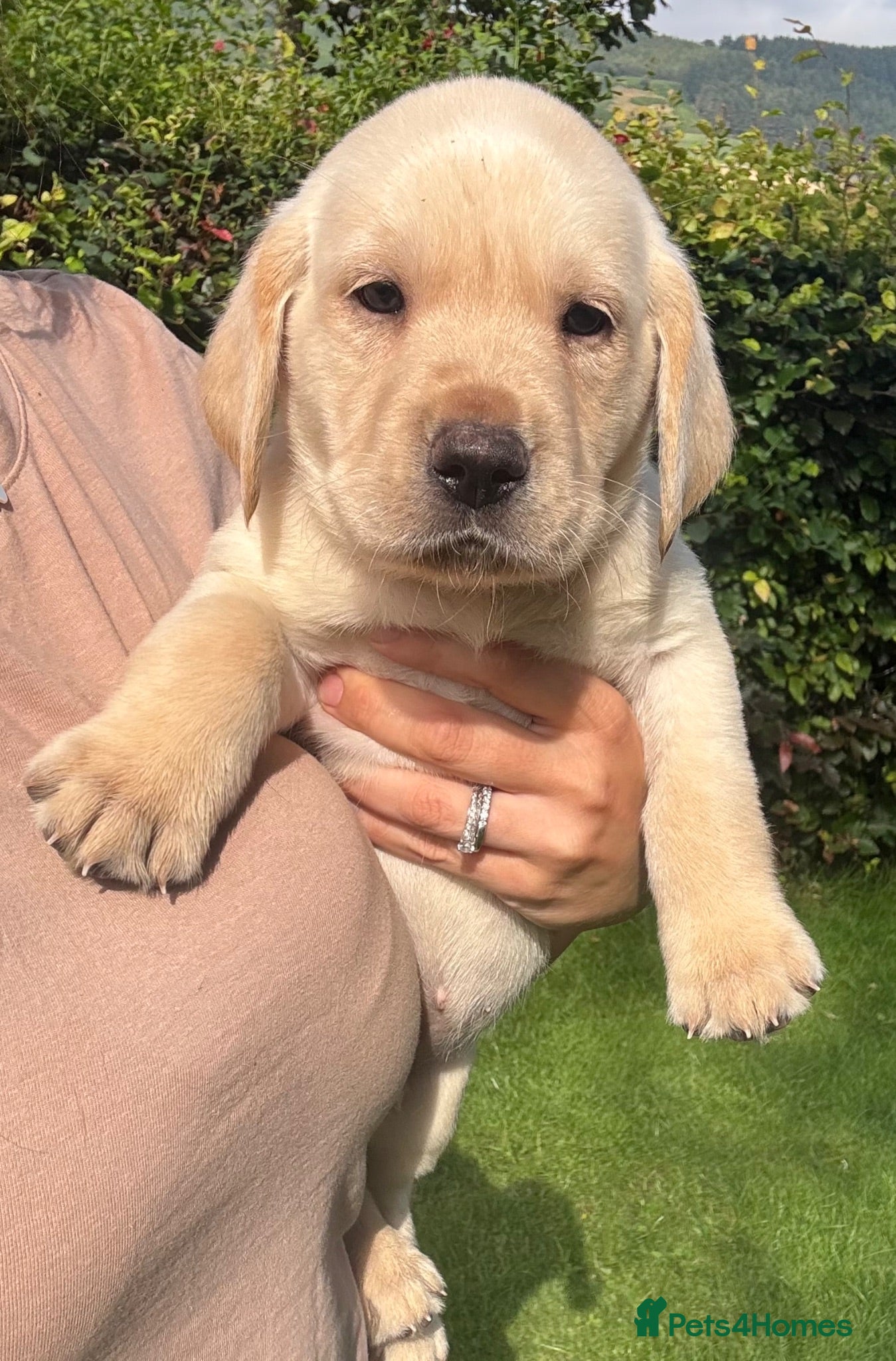Labrador Retriever dogs READY NEXT WEEK! Black & Yellow KC Lab Puppies - Advert 1