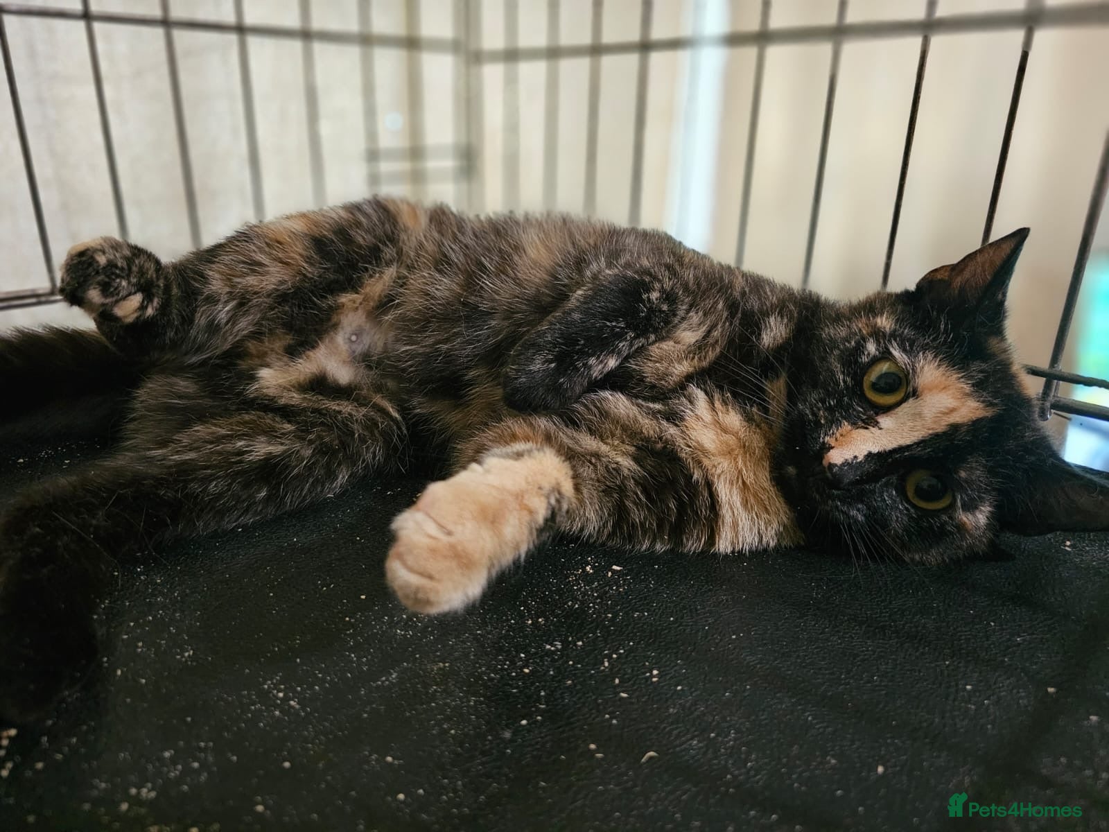 Mixed Breed cats 6 mth Female Playful Loving And A Bit Naughty 😻 - Advert 1
