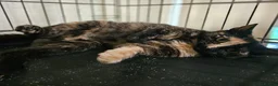 Mixed Breed cats for adoption: 6 mth Female Playful Loving And A Bit Naughty 😻 - Advert 1