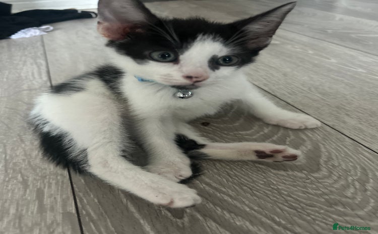 Brazilian Shorthair cats - Advert 1