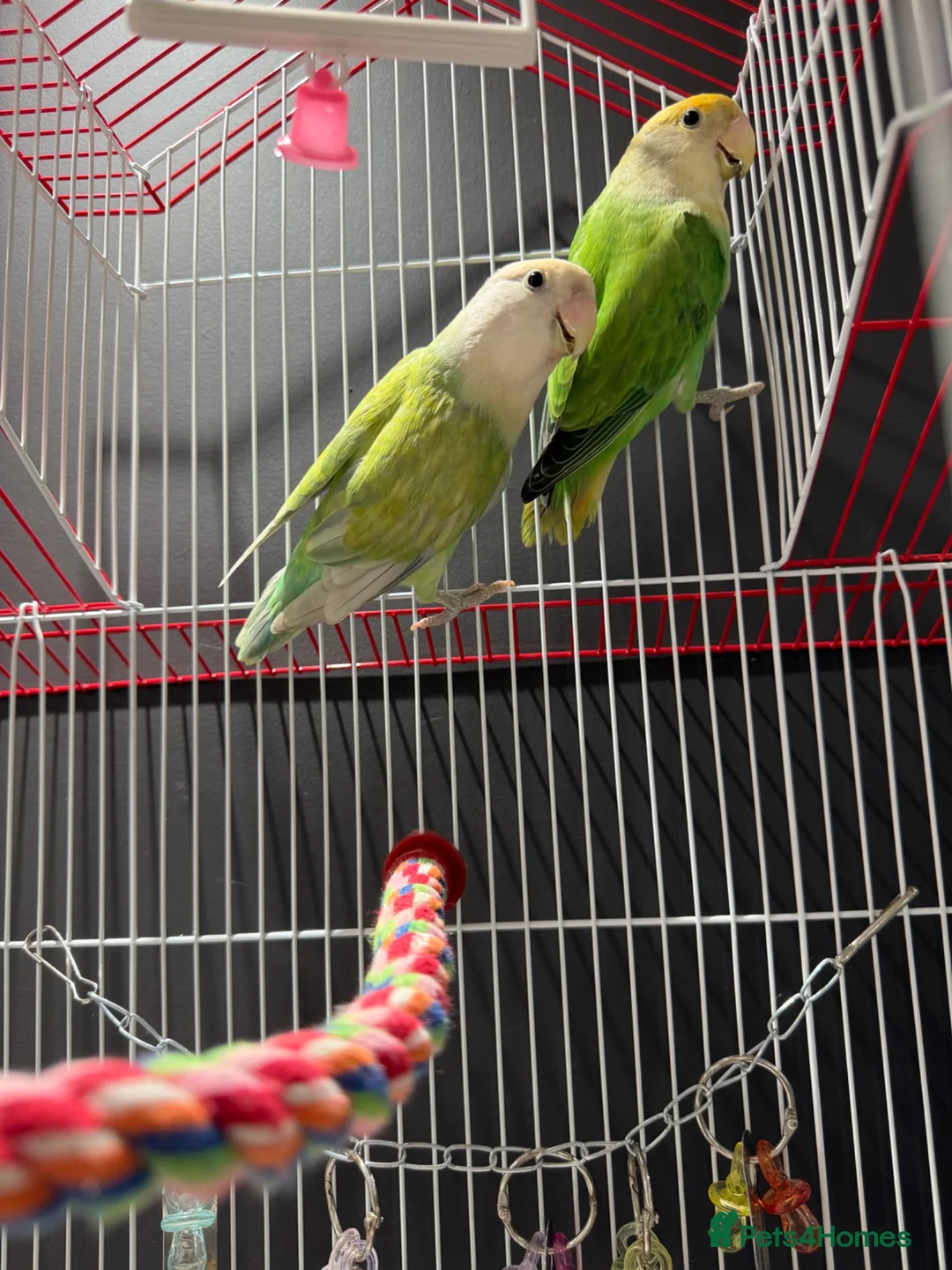Lovebirds birds for sale: Pair of love birds with cage - Advert 1