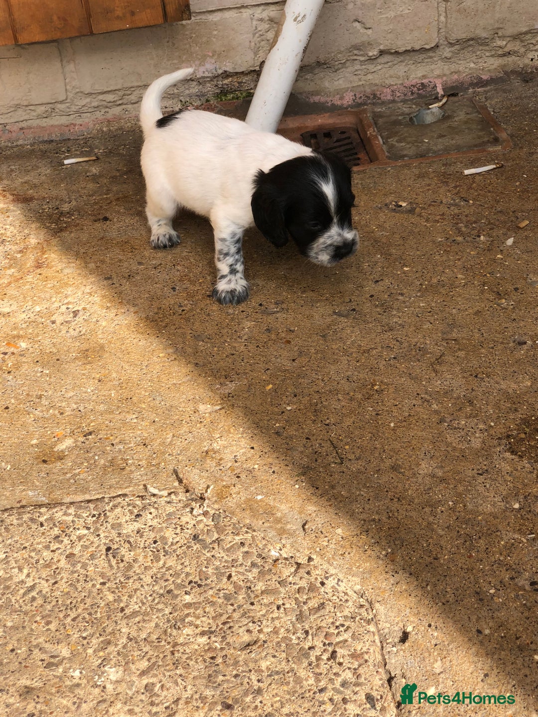 Cocker Spaniel dogs for sale: Cocker spaniel puppys  - Image 3