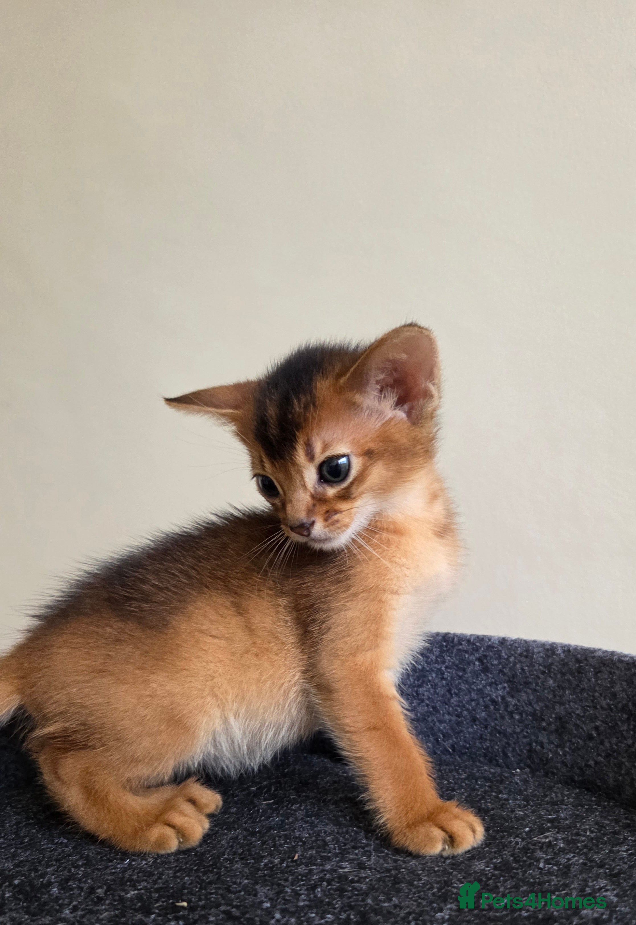 Abyssinian cats TICA-registered Abyssinian kittens - Advert 3