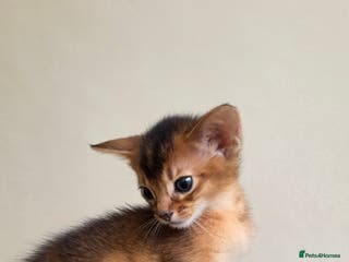 Abyssinian cats TICA-registered Abyssinian kittens - Advert 15