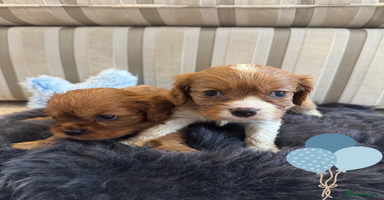 Cavalier King Charles Spaniel dogs - Advert 2