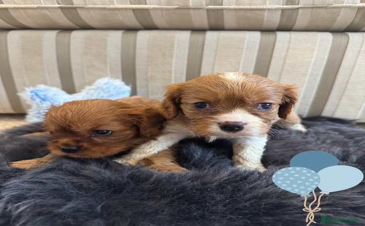 Cavalier King Charles Spaniel dogs - Advert 2