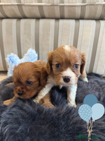 Cavalier King Charles Spaniel dogs - Advert 1