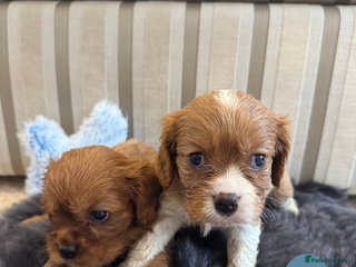 Cavalier King Charles Spaniel dogs - Advert 2