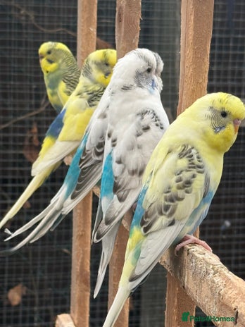 Budgerigars birds - Advert 14