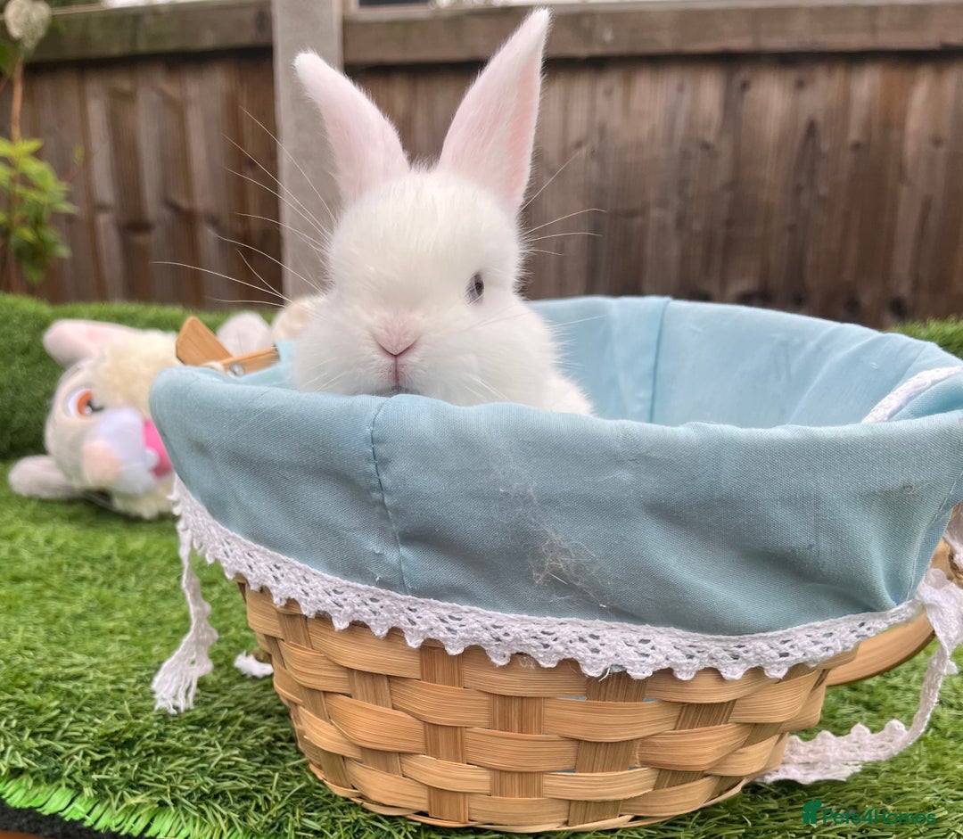 Mini Lop rabbits for sale: Autumn babies - Image 20