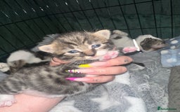 Domestic Shorthair cats for sale: 4 beautiful 3 week old kittens  in Rugeley - Image 4