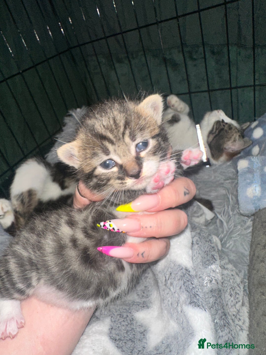 Domestic Shorthair cats for sale: 4 beautiful 3 week old kittens  in Rugeley - Image 4