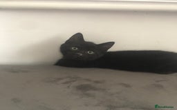 Mixed Breed cats for sale: Adorable kittens for sale! - Advert 3