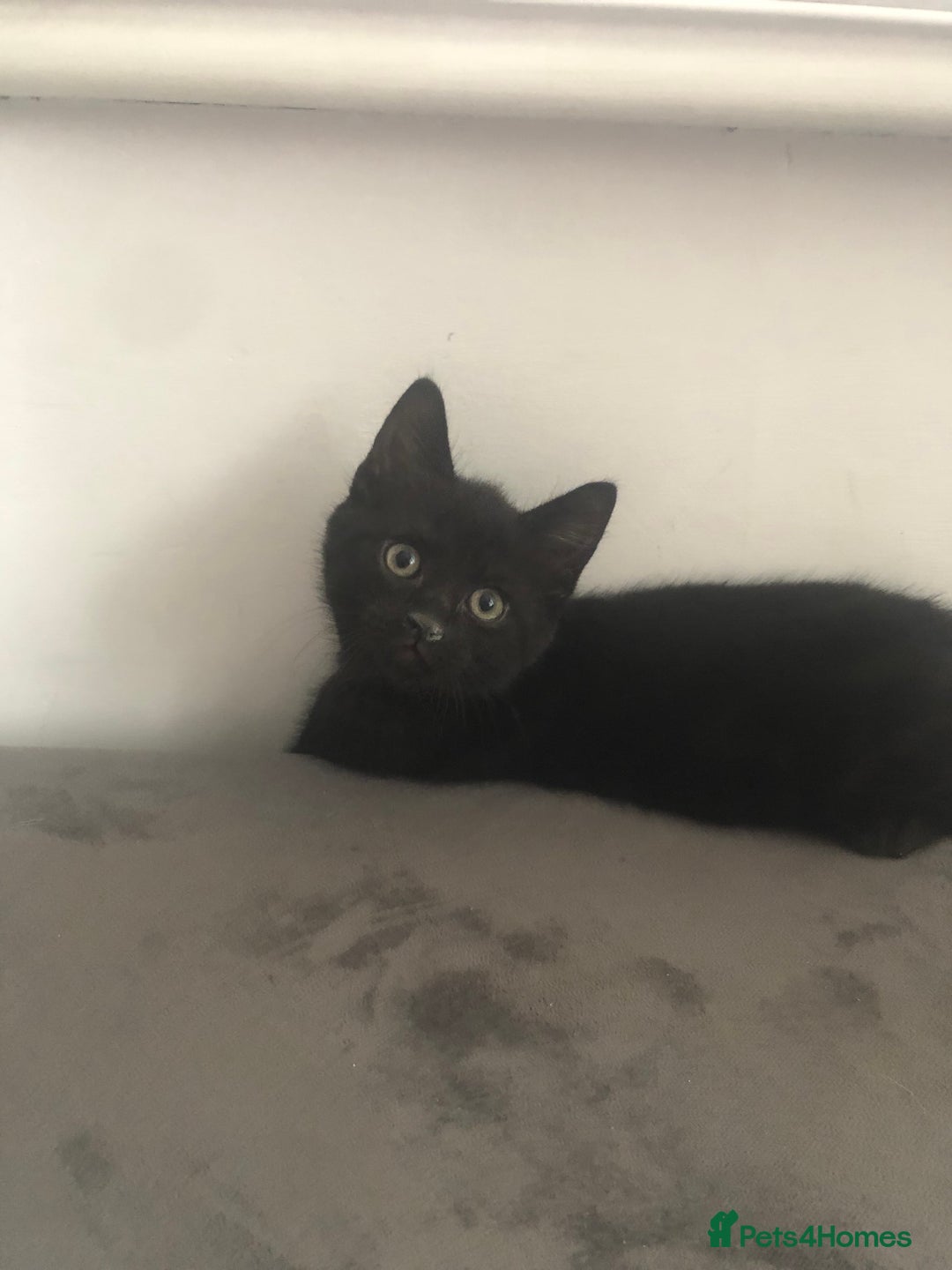 Mixed Breed cats for sale: Adorable kittens for sale! - Advert 3